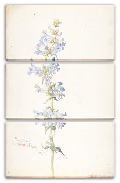 Leinwandbild Margaret Neilson Armstrong - Penstemon Cyananthus
