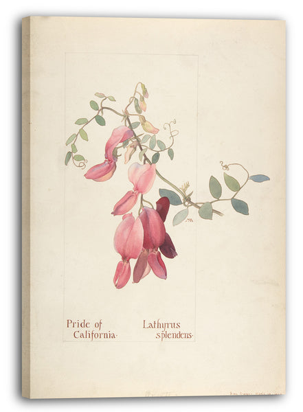 Leinwandbild Margaret Neilson Armstrong - Stolz von Kalifornien, Lathyrus Splendens