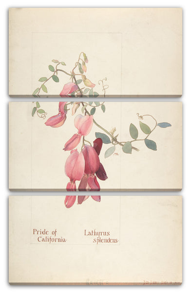 Leinwandbild Margaret Neilson Armstrong - Stolz von Kalifornien, Lathyrus Splendens