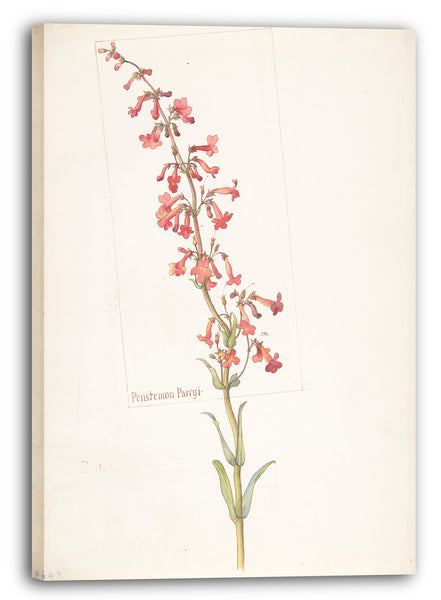 Leinwandbild Margaret Neilson Armstrong - Penstemon Parryi
