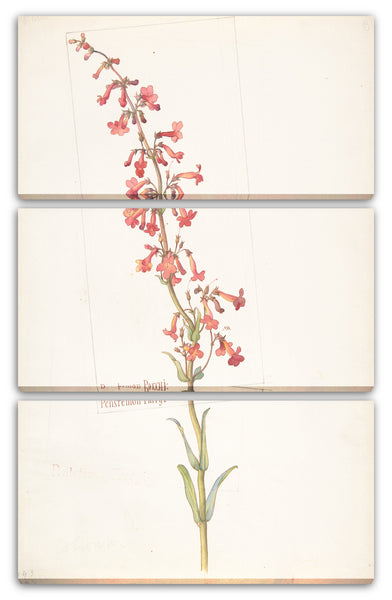 Leinwandbild Margaret Neilson Armstrong - Penstemon Parryi