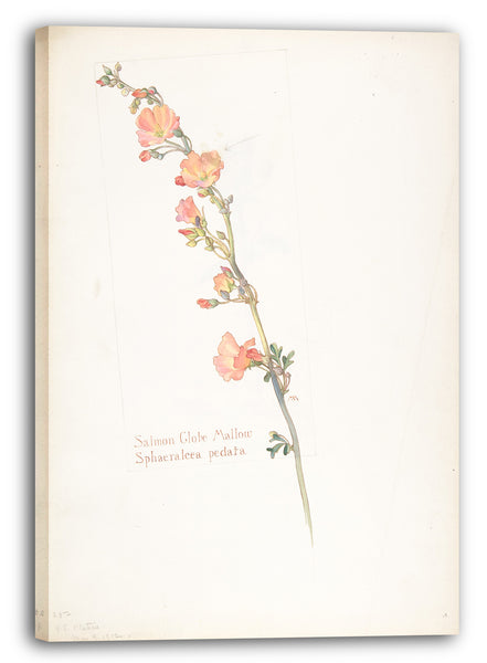 Leinwandbild Margaret Neilson Armstrong - Lachsbirne Malve, Sphaeralcea pedata