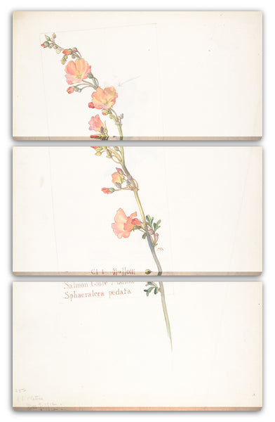 Leinwandbild Margaret Neilson Armstrong - Lachsbirne Malve, Sphaeralcea pedata
