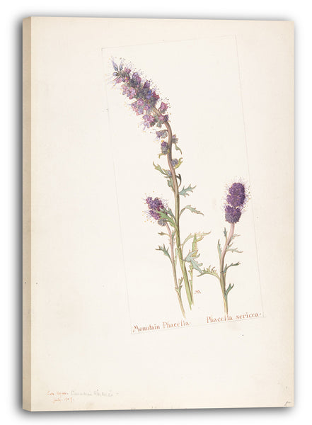 Leinwandbild Margaret Neilson Armstrong - Berg Phacelia, Phacelia sericea