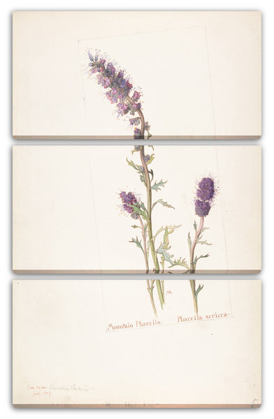 Leinwandbild Margaret Neilson Armstrong - Berg Phacelia, Phacelia sericea