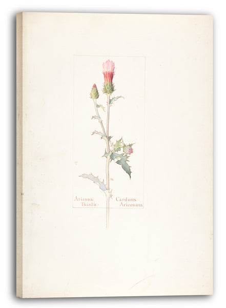 Leinwandbild Margaret Neilson Armstrong - Arizona-Distel, Carduus Arizonicus