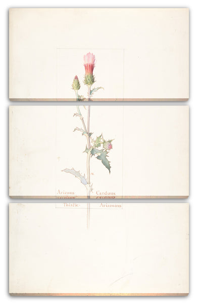 Leinwandbild Margaret Neilson Armstrong - Arizona-Distel, Carduus Arizonicus