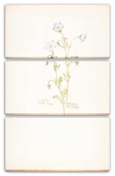 Leinwandbild Margaret Neilson Armstrong - Baby Blue-eyes, Nemophila intermedia