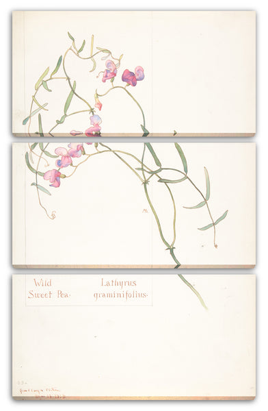 Leinwandbild Margaret Neilson Armstrong - Wilde süße Erbse, Lathyrus graminifolius