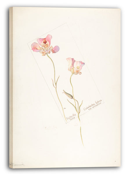 Leinwandbild Margaret Neilson Armstrong - Schmetterlings-Tulpe, Calochorus luteus, var. Okulatus