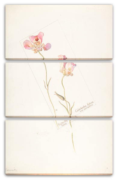 Leinwandbild Margaret Neilson Armstrong - Schmetterlings-Tulpe, Calochorus luteus, var. Okulatus