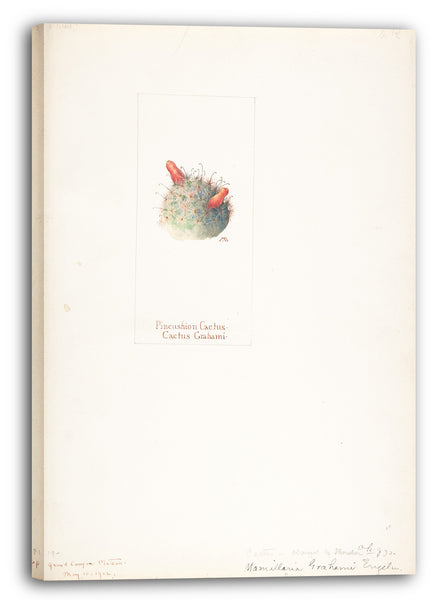 Leinwandbild Margaret Neilson Armstrong - Nadelkissen-Kaktus, Kaktus Grahami