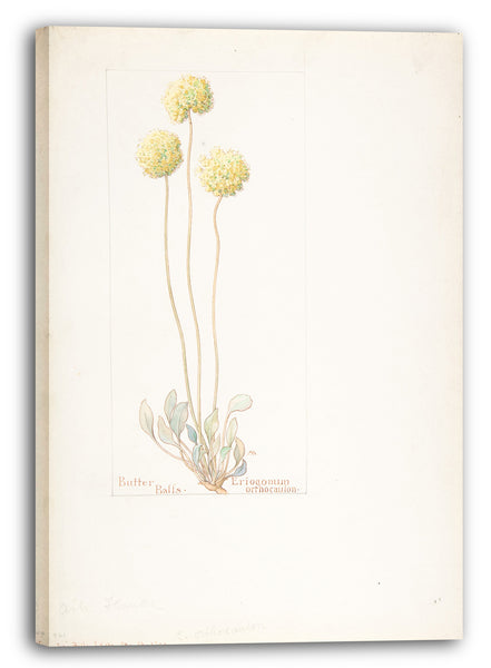 Leinwandbild Margaret Neilson Armstrong - Butterbälle, Eriogonum orthocaulon