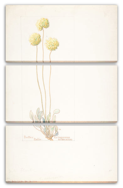 Leinwandbild Margaret Neilson Armstrong - Butterbälle, Eriogonum orthocaulon