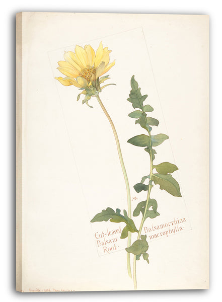 Leinwandbild Margaret Neilson Armstrong - Cut-leaved Balsam Root, Balsamorrhiza macrophylla
