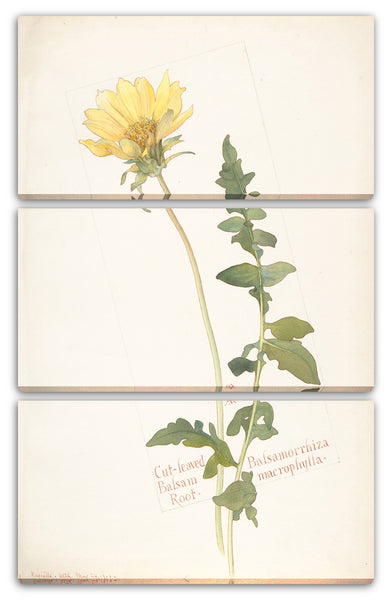 Leinwandbild Margaret Neilson Armstrong - Cut-leaved Balsam Root, Balsamorrhiza macrophylla