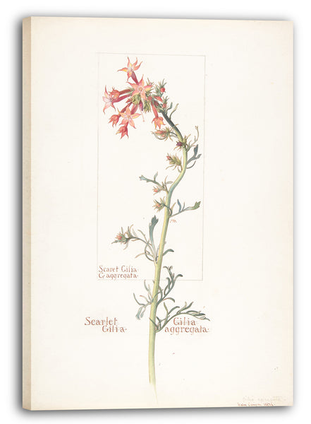 Leinwandbild Margaret Neilson Armstrong - Scharlachrote Gilia, Gilila aggregata