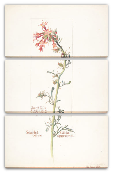 Leinwandbild Margaret Neilson Armstrong - Scharlachrote Gilia, Gilila aggregata