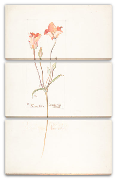 Leinwandbild Margaret Neilson Armstrong - Orange Mariposa-Tulpe, Calochortus Kennedyi