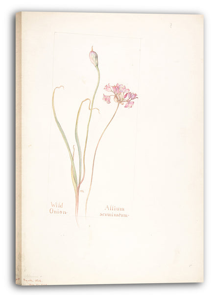 Leinwandbild Margaret Neilson Armstrong - Wilde Zwiebel, Allium acuminatum