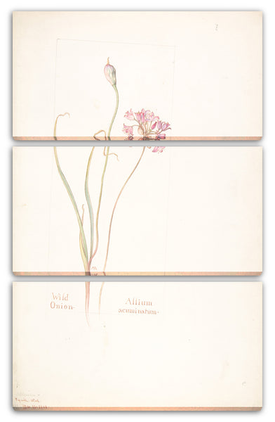 Leinwandbild Margaret Neilson Armstrong - Wilde Zwiebel, Allium acuminatum