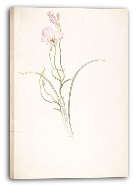 Leinwandbild Margaret Neilson Armstrong - Calochortus Nuttalli