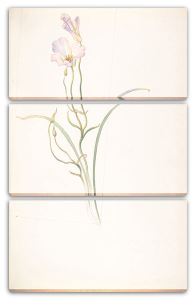 Leinwandbild Margaret Neilson Armstrong - Calochortus Nuttalli