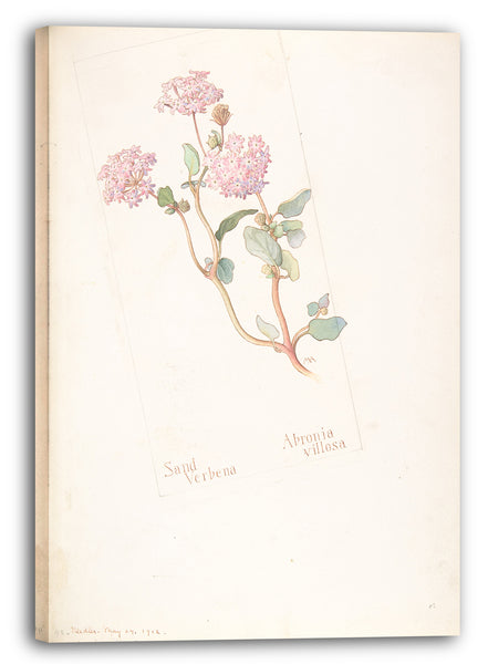 Leinwandbild Margaret Neilson Armstrong - Sandverbene, Abronia villosa