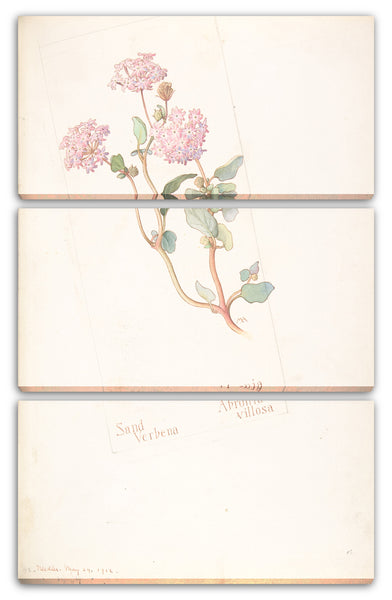 Leinwandbild Margaret Neilson Armstrong - Sandverbene, Abronia villosa