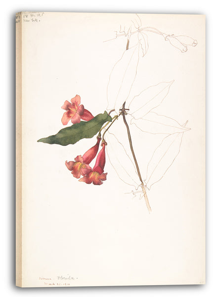 Leinwandbild Margaret Neilson Armstrong - Rhododendron-Blumen