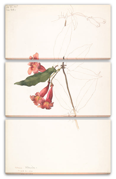 Leinwandbild Margaret Neilson Armstrong - Rhododendron-Blumen