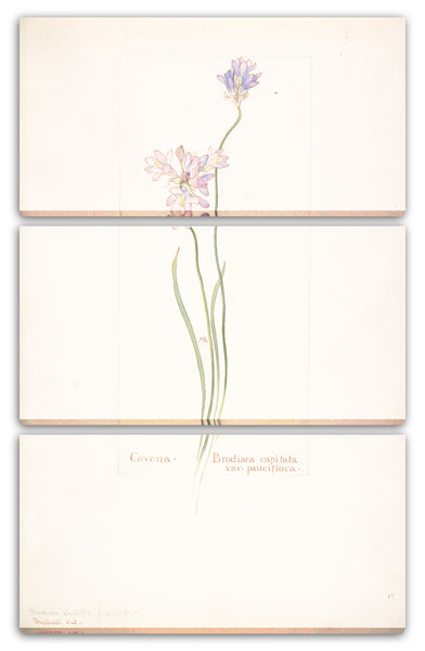Leinwandbild Margaret Neilson Armstrong - Covena, Brodiaea capitata, var. pauciflora
