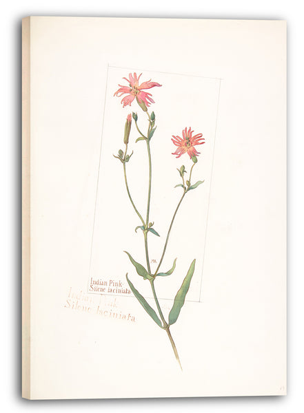 Leinwandbild Margaret Neilson Armstrong - Indian Pink, Silene laciniata
