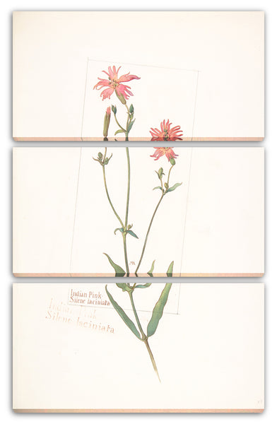 Leinwandbild Margaret Neilson Armstrong - Indian Pink, Silene laciniata