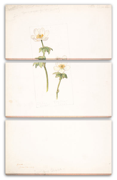 Leinwandbild Margaret Neilson Armstrong - Kugelblume, Trollius laxus