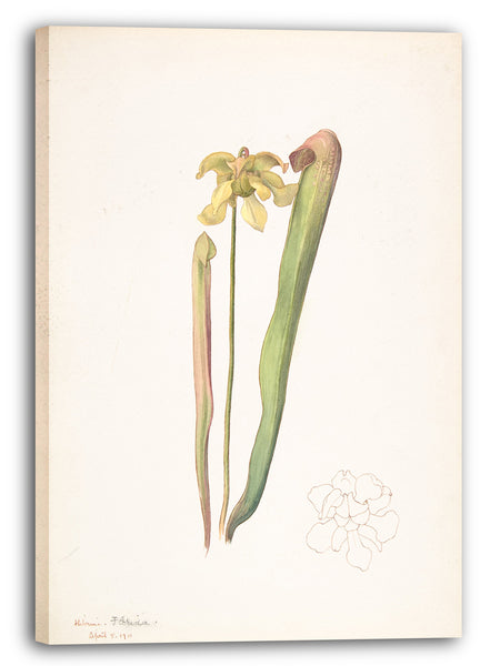 Leinwandbild Margaret Neilson Armstrong - Grün-Gold-Orchidee