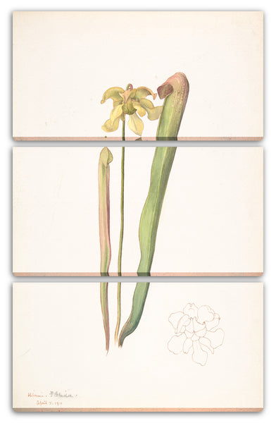 Leinwandbild Margaret Neilson Armstrong - Grün-Gold-Orchidee