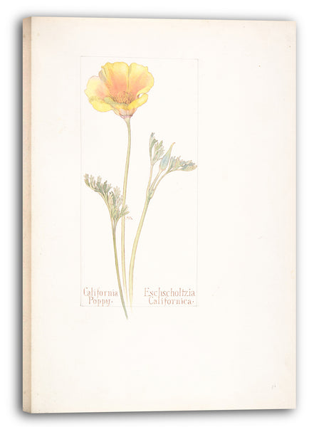 Leinwandbild Margaret Neilson Armstrong - Kalifornischer Mohn, Eschscholtzia Californica