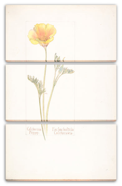 Leinwandbild Margaret Neilson Armstrong - Kalifornischer Mohn, Eschscholtzia Californica