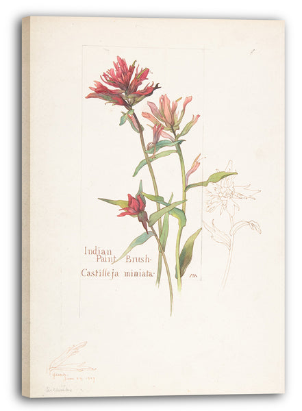 Leinwandbild Margaret Neilson Armstrong - Indischer Pinsel, Castilleja Miniata