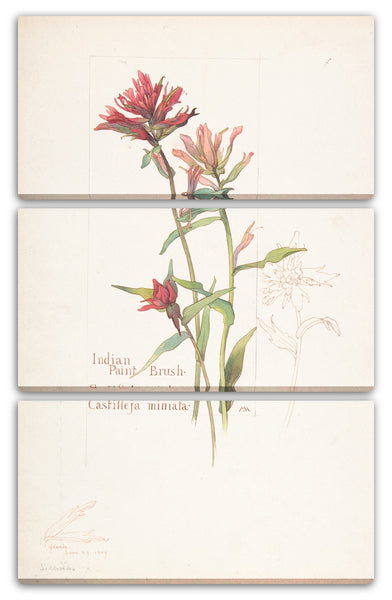 Leinwandbild Margaret Neilson Armstrong - Indischer Pinsel, Castilleja Miniata
