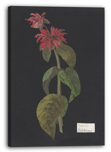 Leinwandbild Die Hon. William Booth Grey - Monarda didyma / Scharlachroter Löwenschwanz