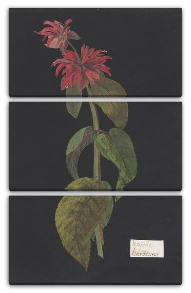 Leinwandbild Die Hon. William Booth Grey - Monarda didyma / Scharlachroter Löwenschwanz