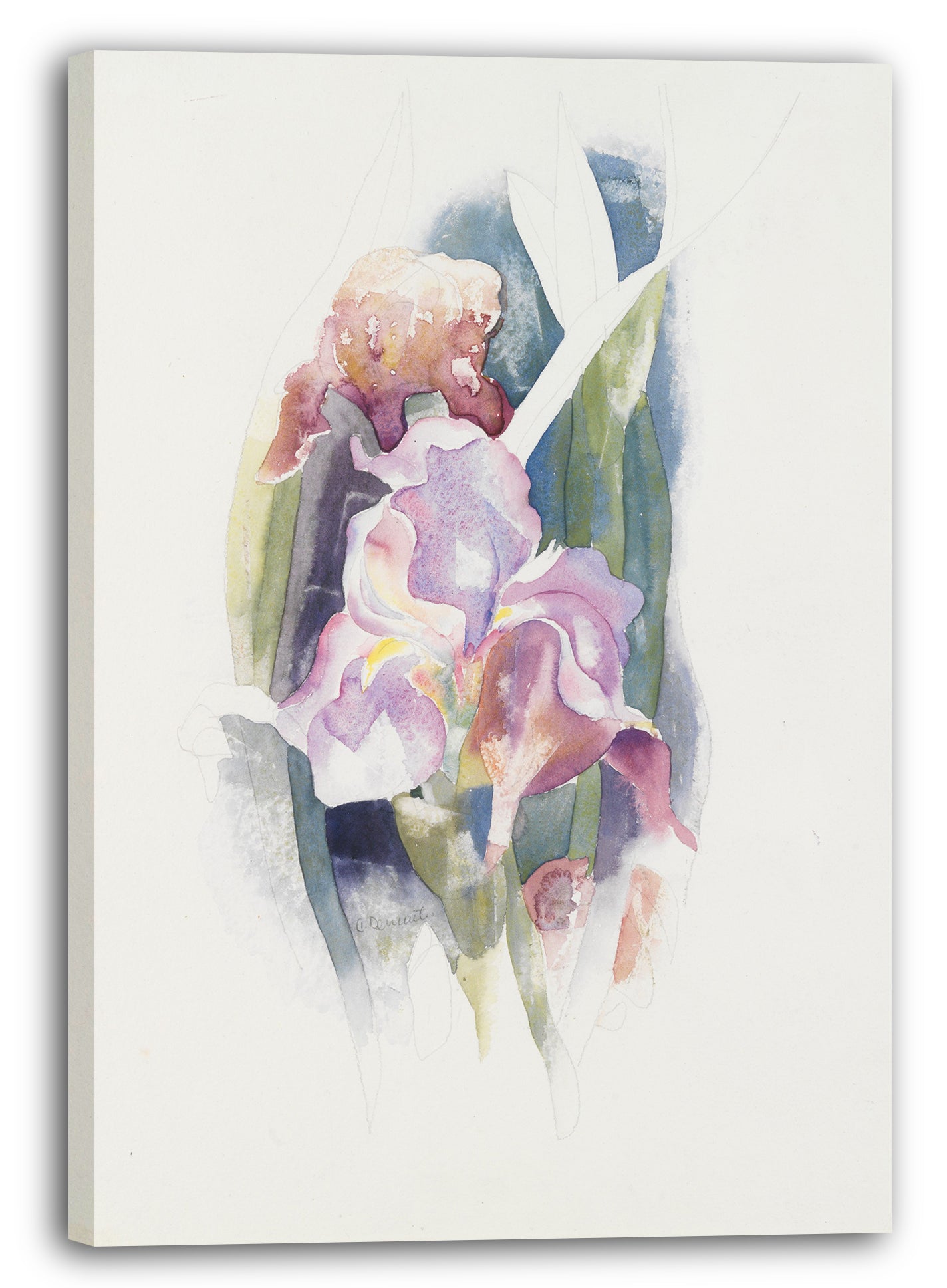 Leinwandbild Charles Demuth - Lila Iris