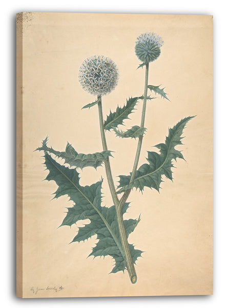 Leinwandbild James Sowerby - Studie einer Distel