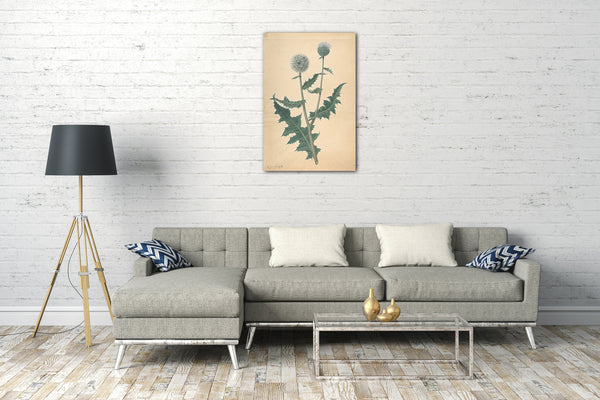 Leinwandbild James Sowerby - Studie einer Distel