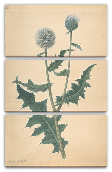 Leinwandbild James Sowerby - Studie einer Distel