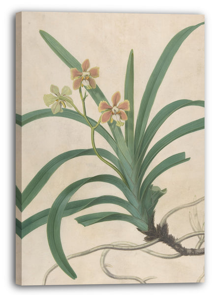 Leinwandbild James Sowerby - Studie einer Orchidee, "Vanda Roxburgia"