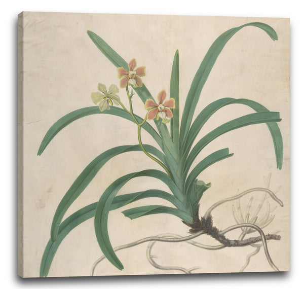 Leinwandbild James Sowerby - Studie einer Orchidee, "Vanda Roxburgia"