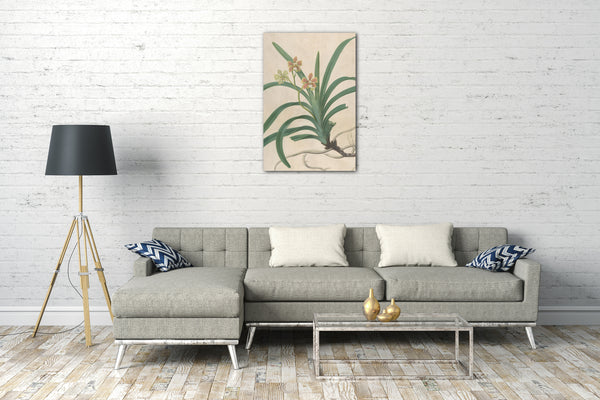Leinwandbild James Sowerby - Studie einer Orchidee, "Vanda Roxburgia"